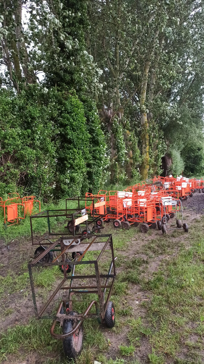 Это наши тележки, на которые устанавливались ящики для сбора ягоды.