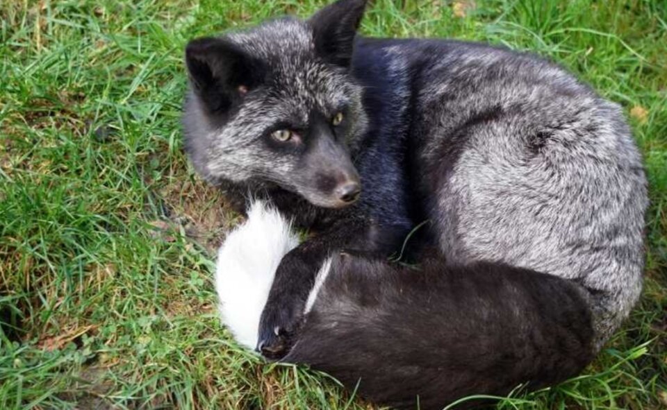 Маттиас словно хочет сказать: «Моя главная ценность – мой неотразимый хвост»