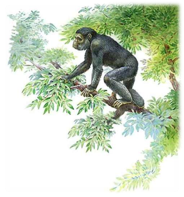 Дриопитек. Дриопитеки предки человека. Человекообразные обезьяны дриопитек. Дриопитек это в биологии. Древние люди дриопитеки
