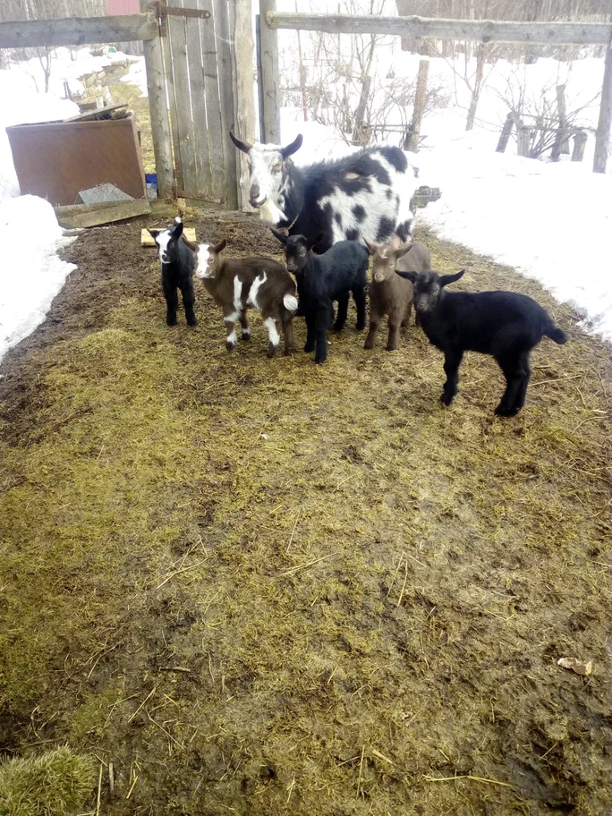 Дружная пятерка и одна из мам