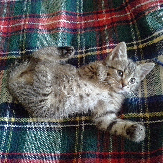 Такие были котятки