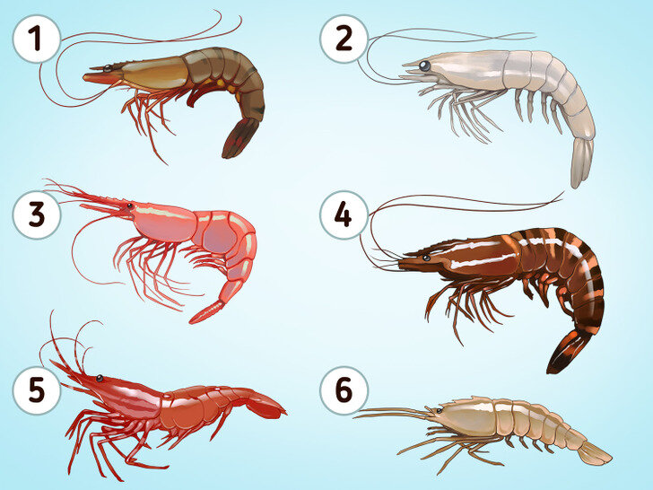 Какие виды креветок бывают фото и название