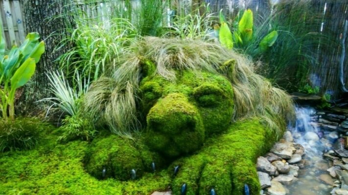 Мох на участке - оригинально и необычно
