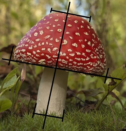 Основная ось делит гриб на 2 равные половинки 