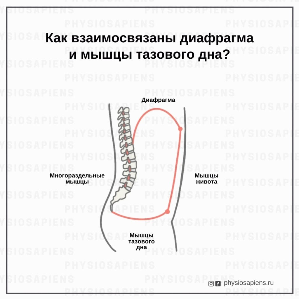 Дышим правильно или диафрагма – королева женского здоровья | Екатерина  Юрочкина | Дзен