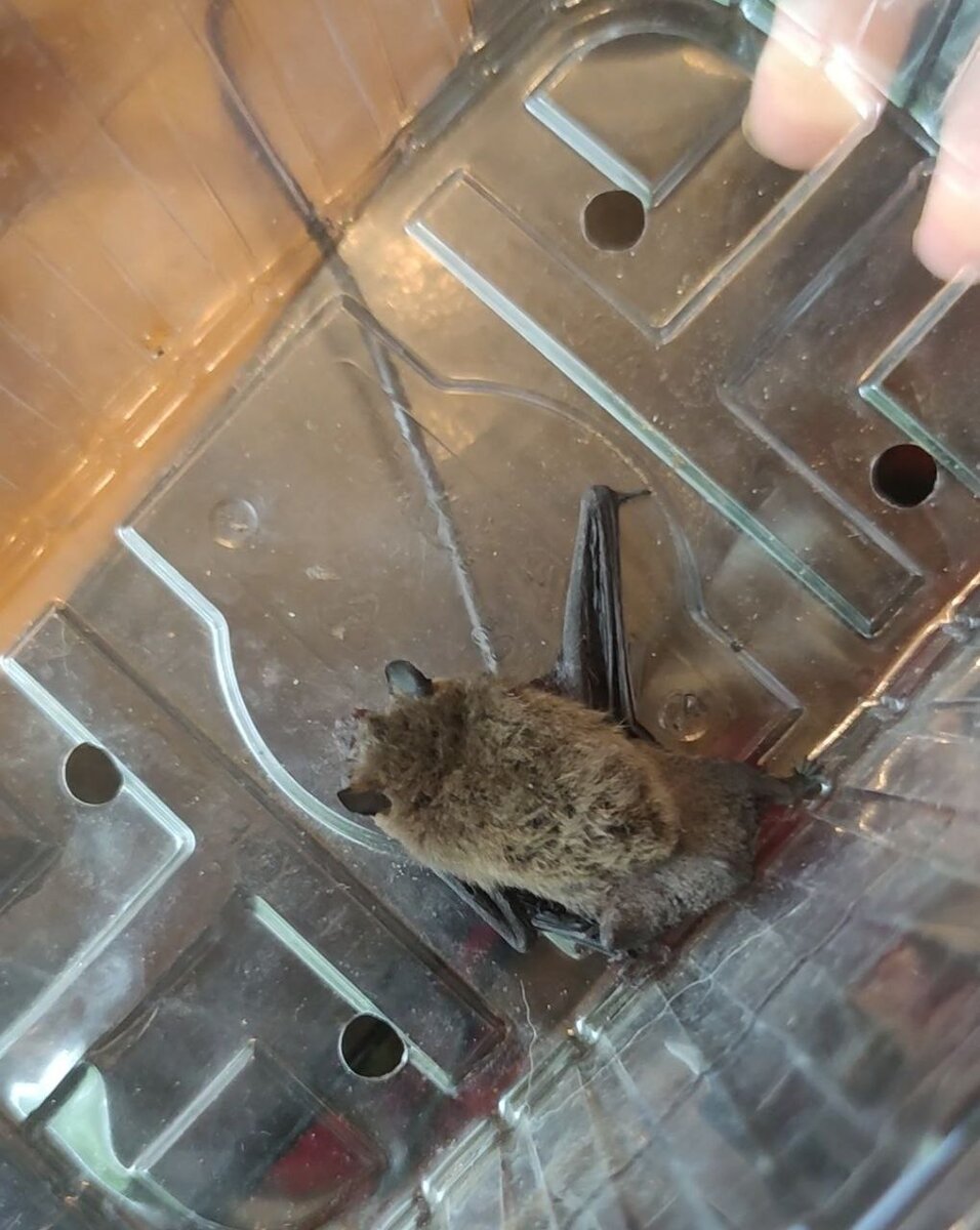 Как выманить летучую мышь из за шкафа