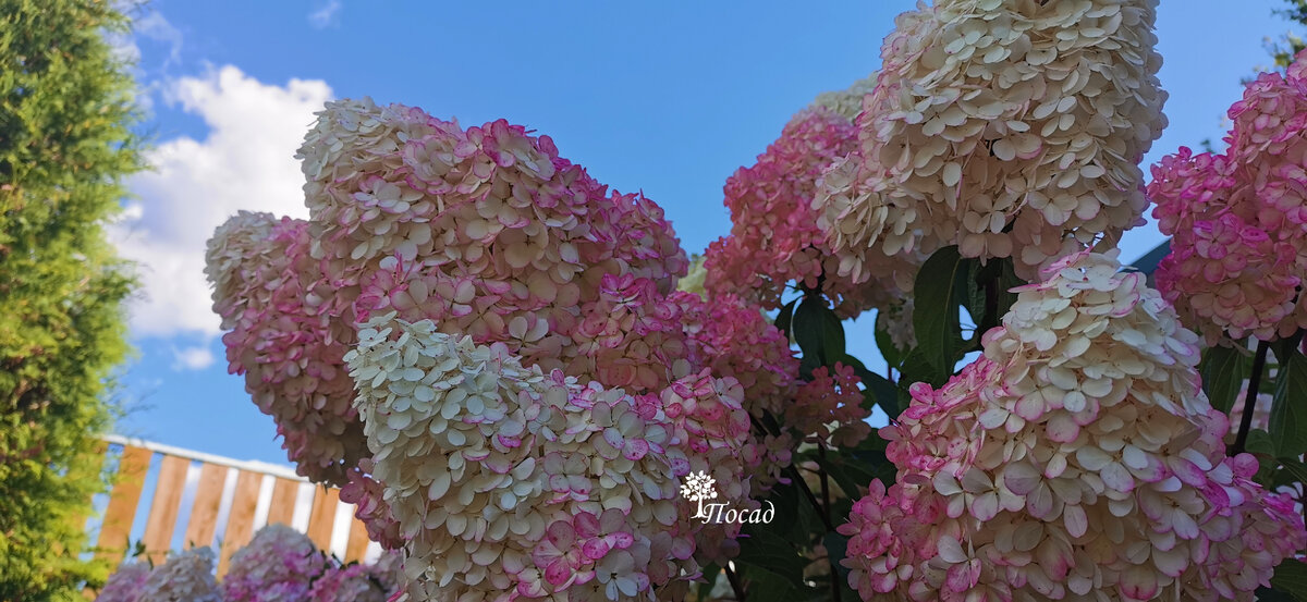 Пышное цветение гортензий. Гортензия крупнолистная личтфер. Гортензия метельчатая синяя. Гортензия красная крупнолистная. Гортензия крупнолистная бель седакшэн.