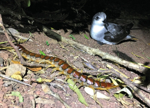  Сколопендра Cormocephalus coynei на фоне взрослого чернокрылого тайфунника (Pterodroma nigripennis). Размеры искажены из-за перспективы: на самом деле сколопендра мельче взрослой птицы.
Luke R. Halpin et al. / The American Naturalist
