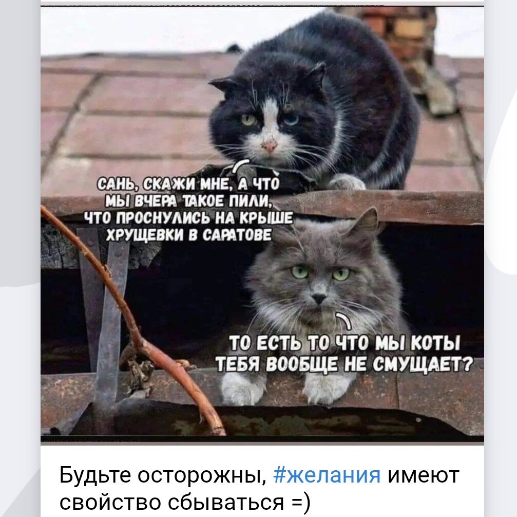 - Одно радует: у котов 9 жизней..=)