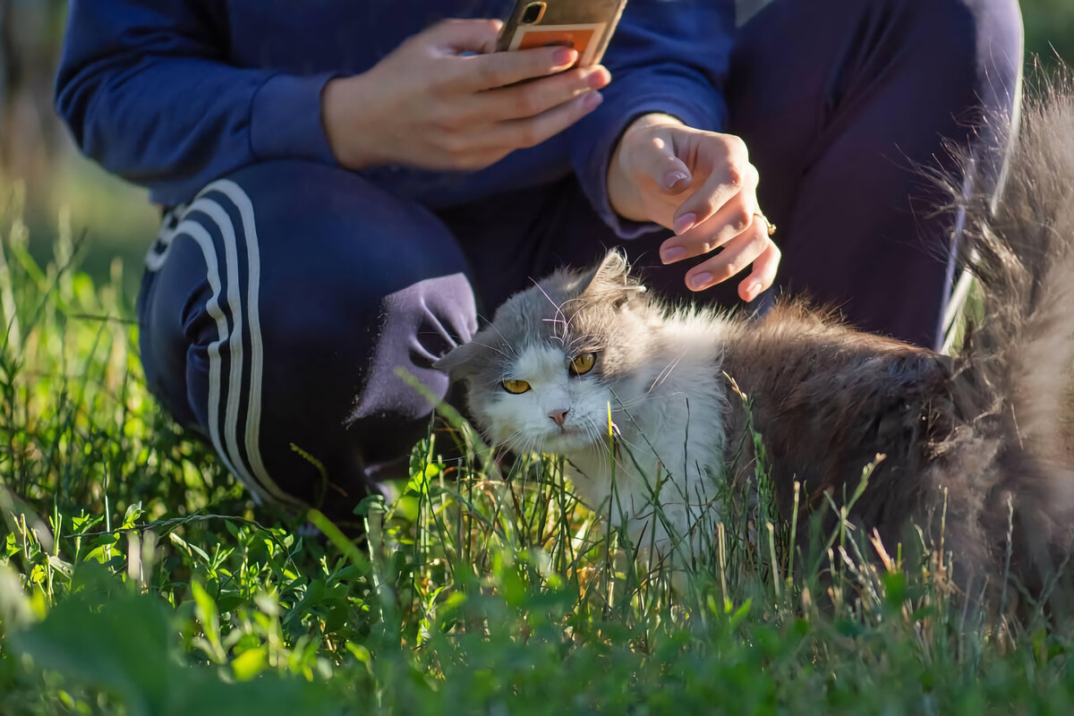 Почему некоторые коты и кошки не любят, когда их гладят | Приключения  натуралиста | Дзен