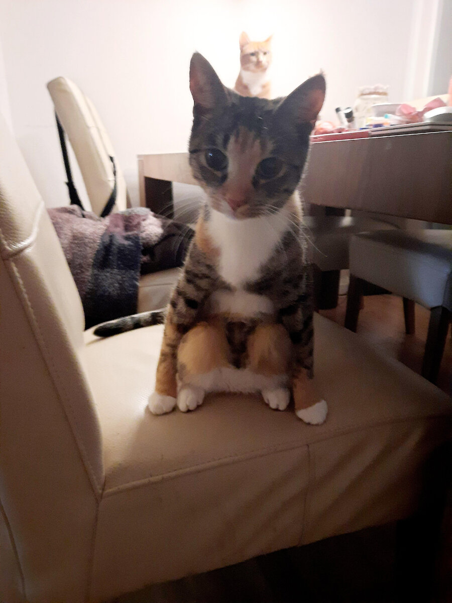 Почему-то ей нравится так сидеть? 😭