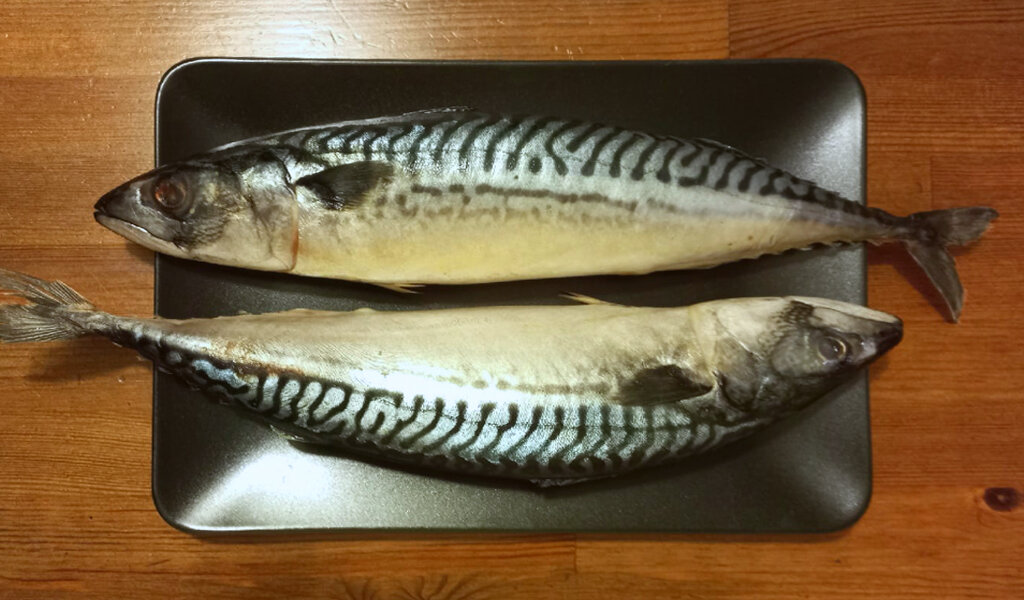 Очень красивая рыбка