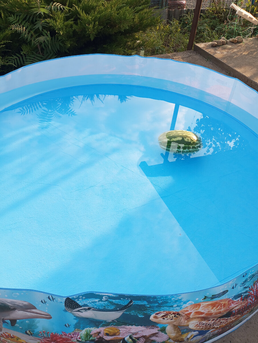 Фото автора. Маленький водный мирок. 