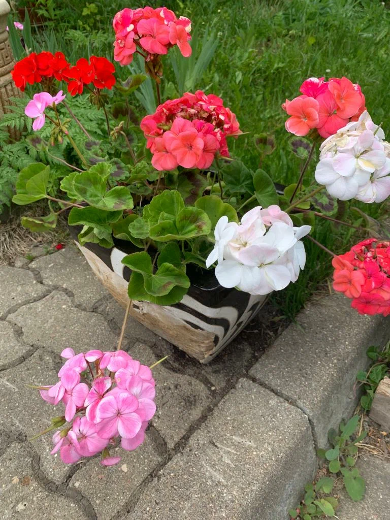 Вот такая герань