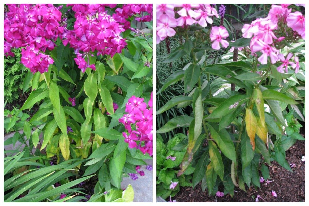    У абсолютно здорового на вид флокса вдруг начинает увядать листва, несмотря на обильный полив