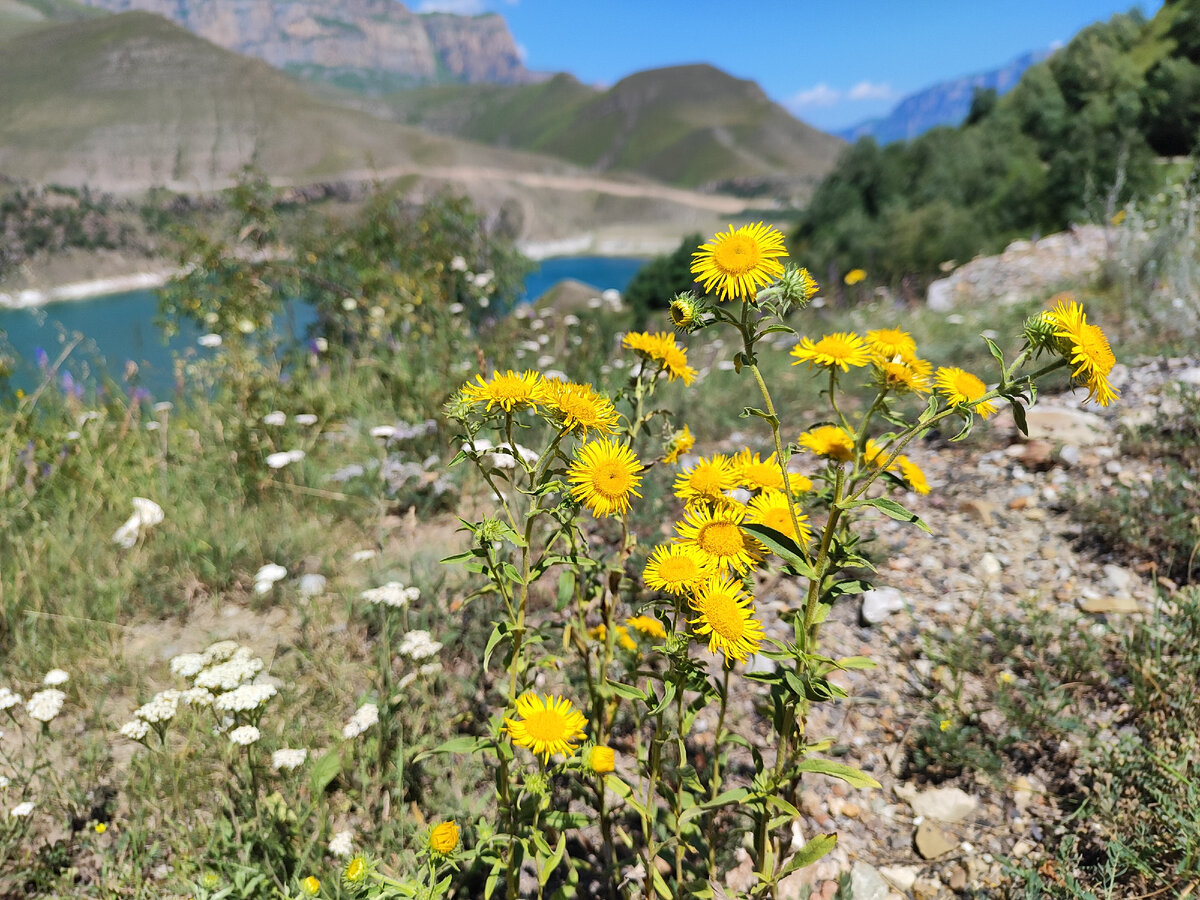 Девясил низкий. Озеро Гижгит. 14.07.2023г.