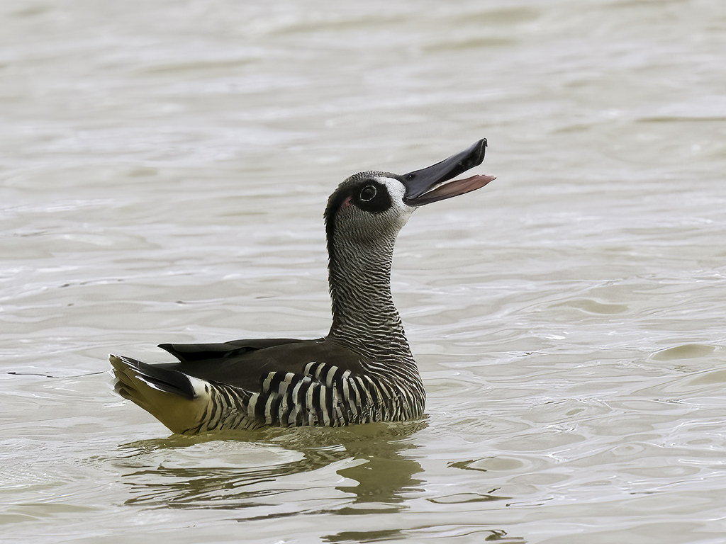   ,  ,      ,      . 