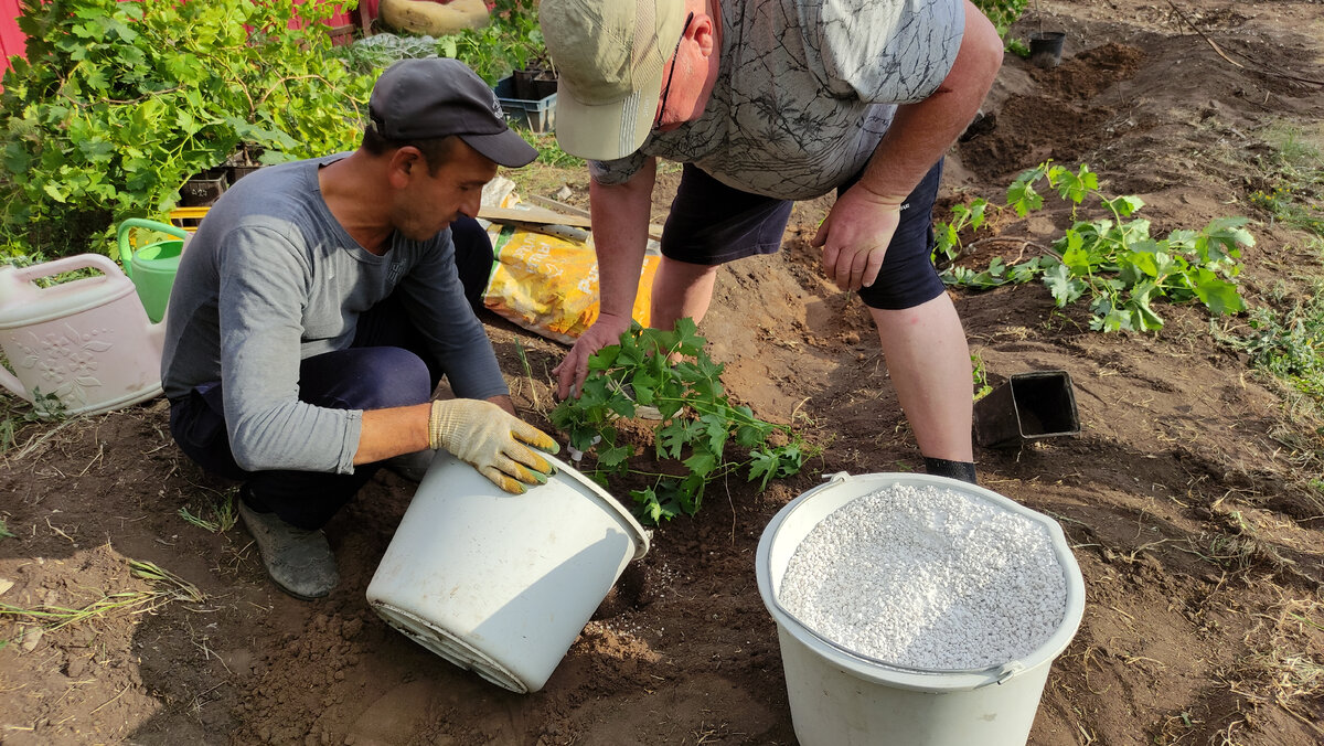 Коллега из прекрасного Узбекистана по имени Муса и шеф питомника делают всё, чтобы винограда на новом месте было комфортно.
