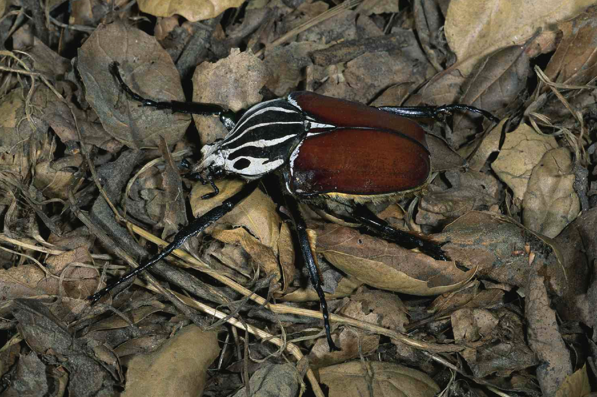 Королевский жук. Жук Goliathus Regius. Goliathus goliatus. Гигантский Жук Голиаф. Жук Голиаф жемчужный.