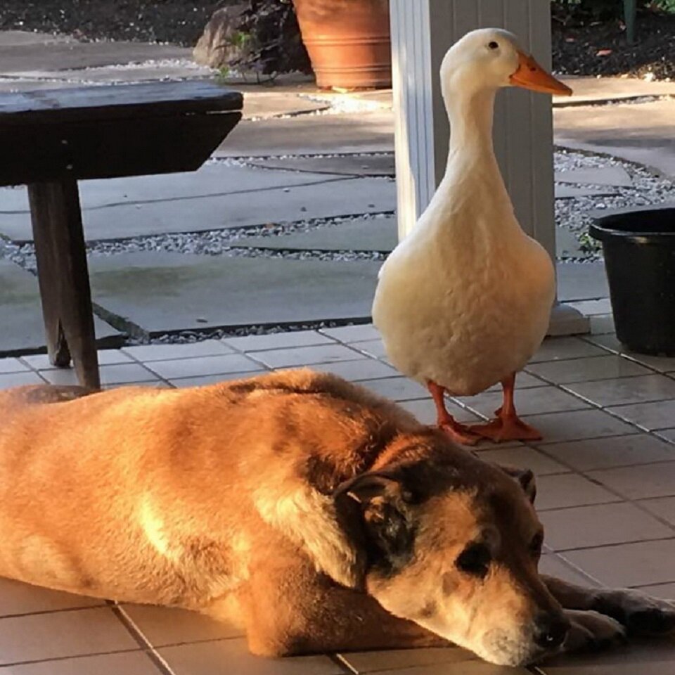 Постепенно утка подошла к Джорджу вплотную