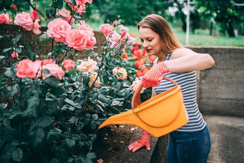 
Las rosas son la decoración de todo jardín.-4