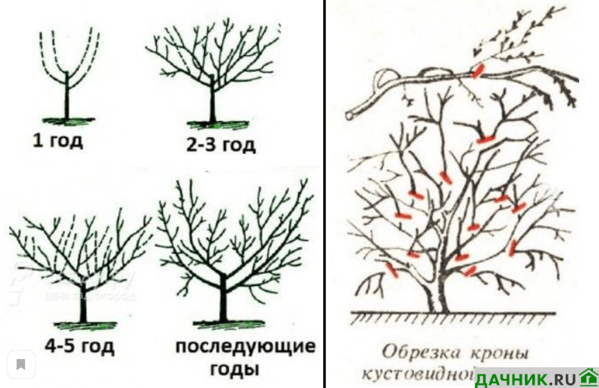 Как правильно обрезать вишню весной схема