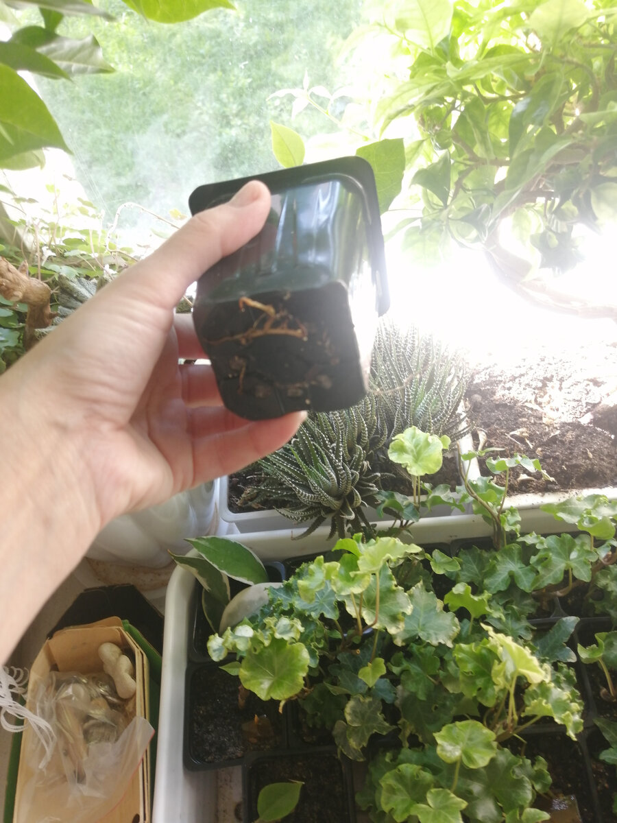 Корни этой буги уже видны в дренажном отверстии!