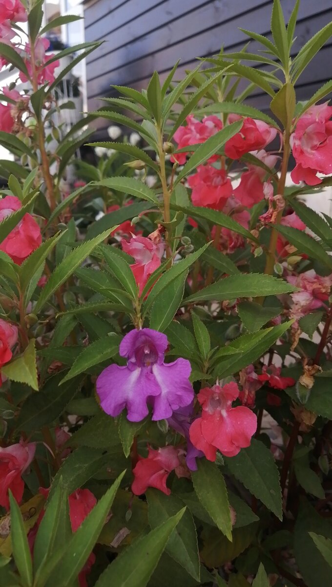 По-моему, только листва имеет сходство