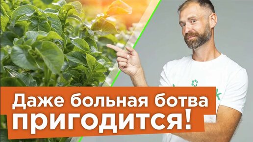 Куда девать ботву от картофеля и помидоров осенью? Два способа применить с пользой в огороде