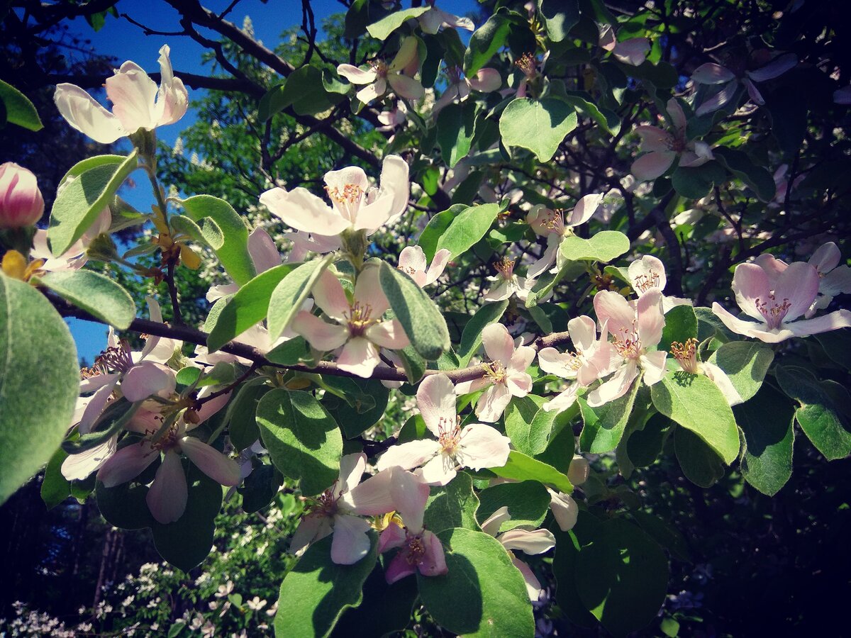 Цветущая айва, Пятигорск.