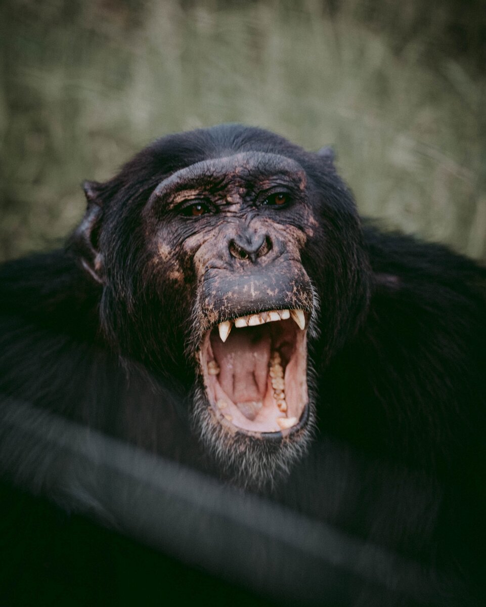 Photo by mwangi gatheca on Unsplash