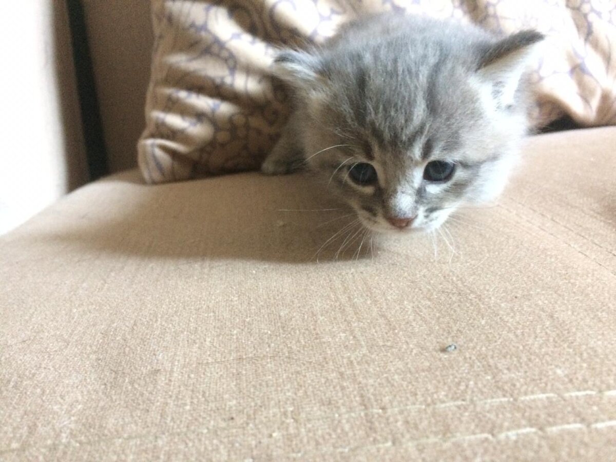 3 месячные котята. котенок том 3. котята крысоловки и сибиряка фото. котенок том 3. том котенок из том и джерри.