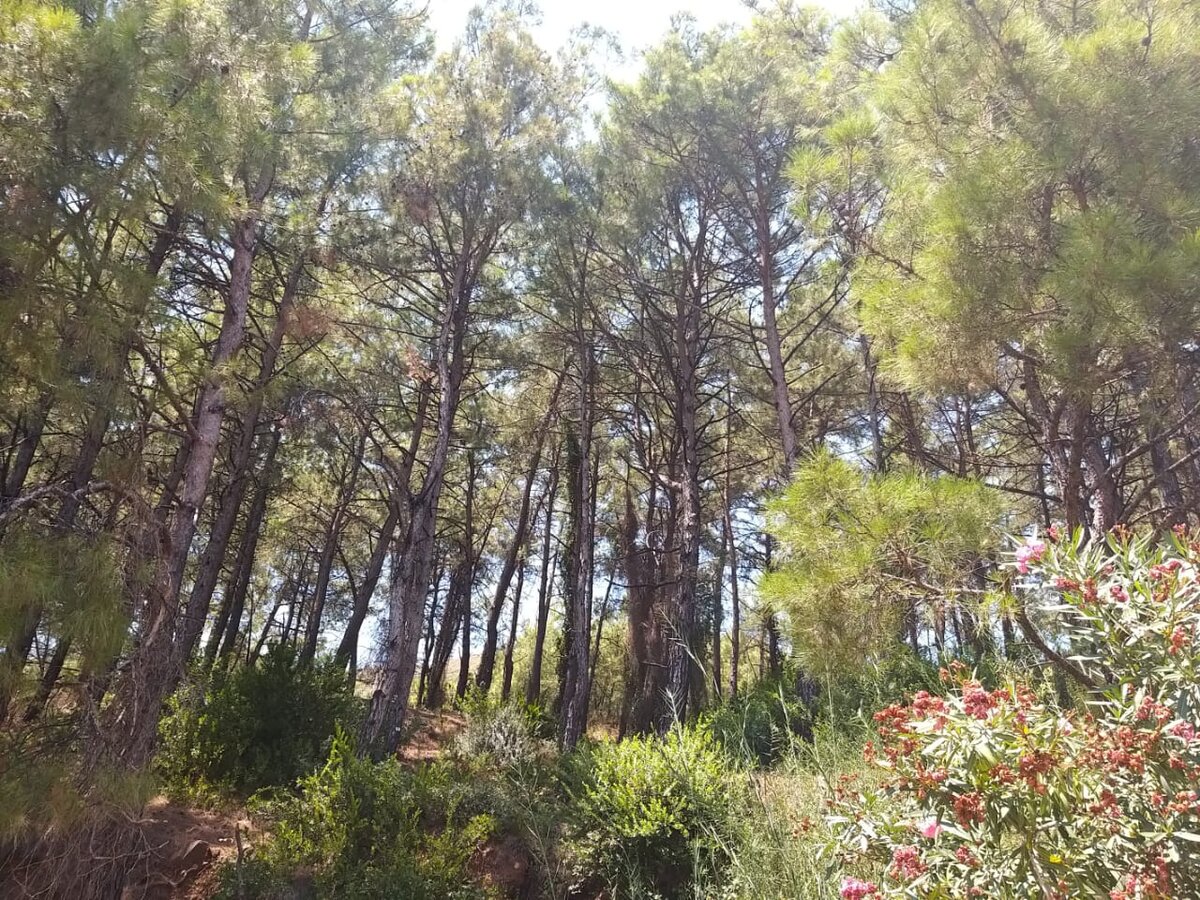 Сосновые рощи Мармариса