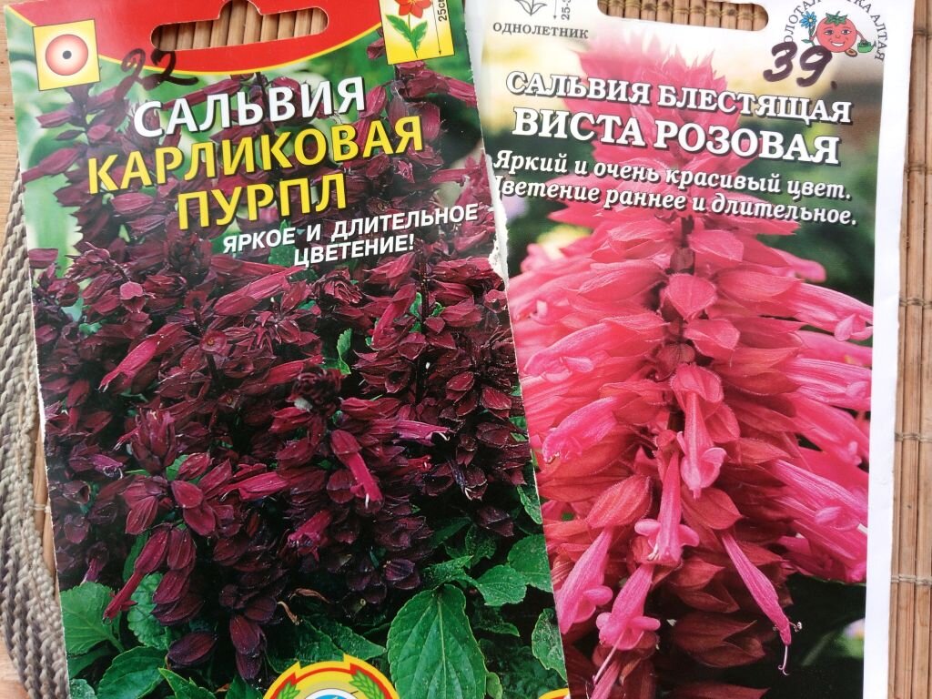 Сальвия с розовой и пурпурной окраской цветов