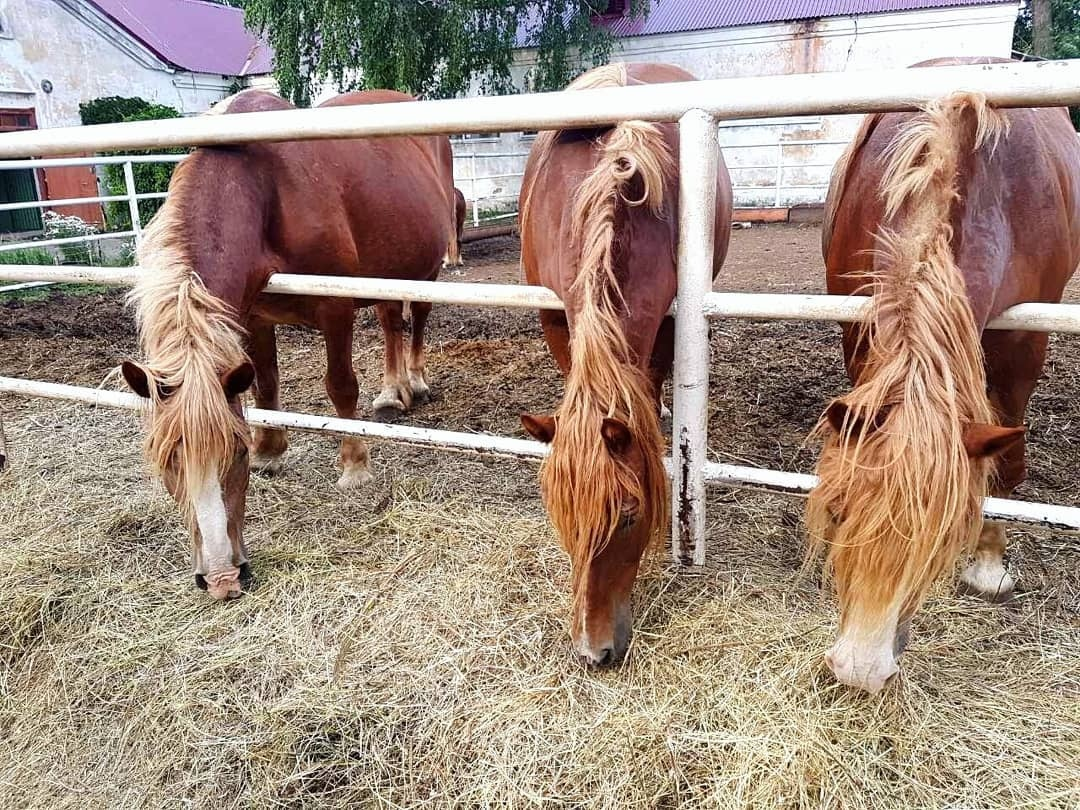 Много лошадок )