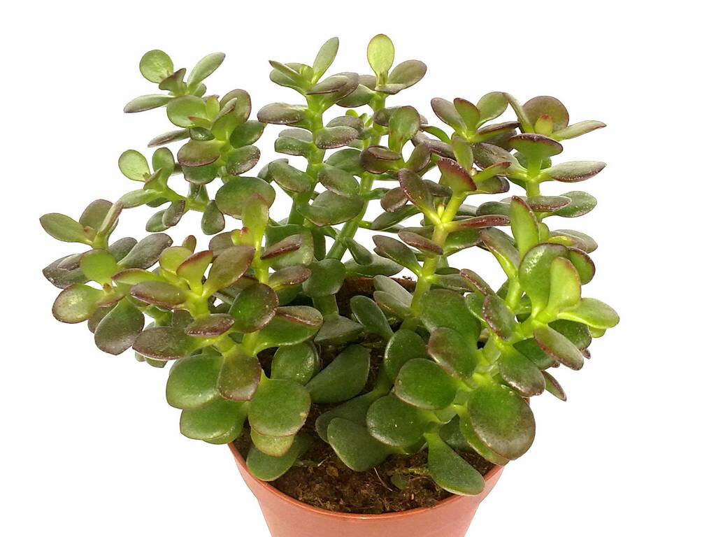 Изображение взято из открытого источника 