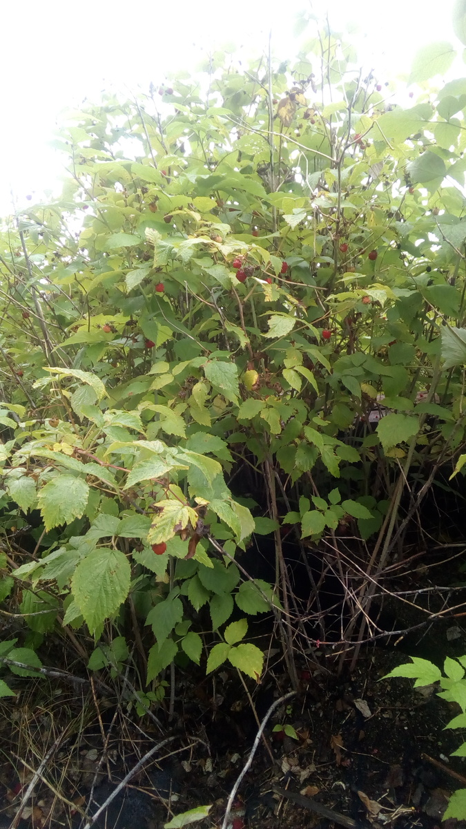 кустик с ягодкой