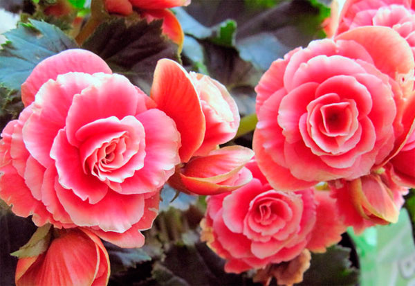 Основные правила ухода за комнатной бегонией.Рубрика: Уход     