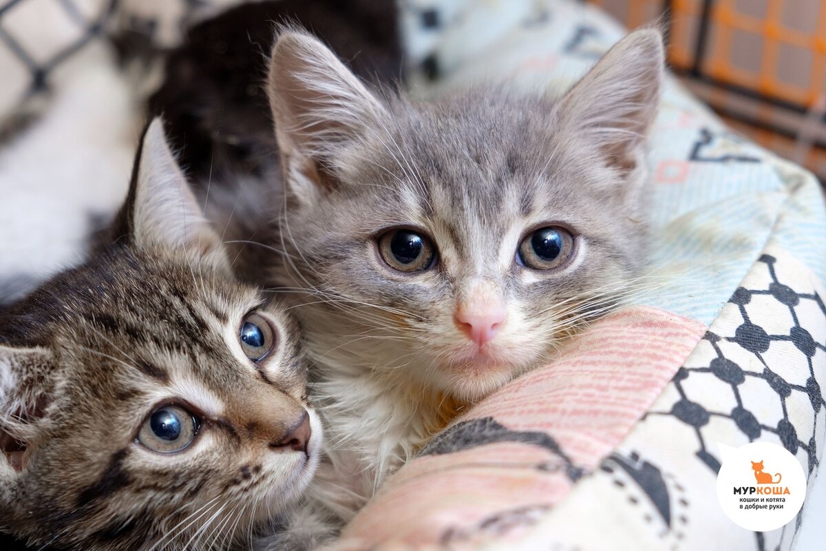 😻Не отвлекайте меня по пустякам, мне надо домой готовиться... ☝️ (ДОМА) |  Центр помощи кошкам «Муркоша» | Дзен