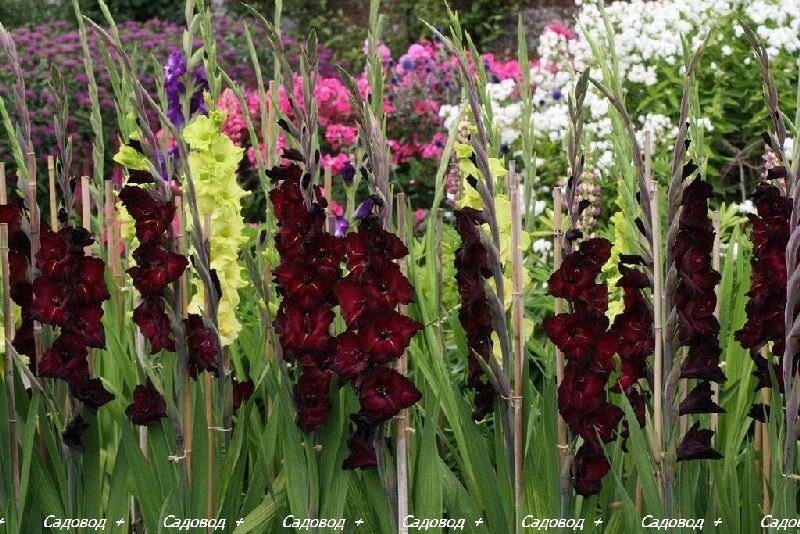 Гладиолус (Gladious) или Шпажник