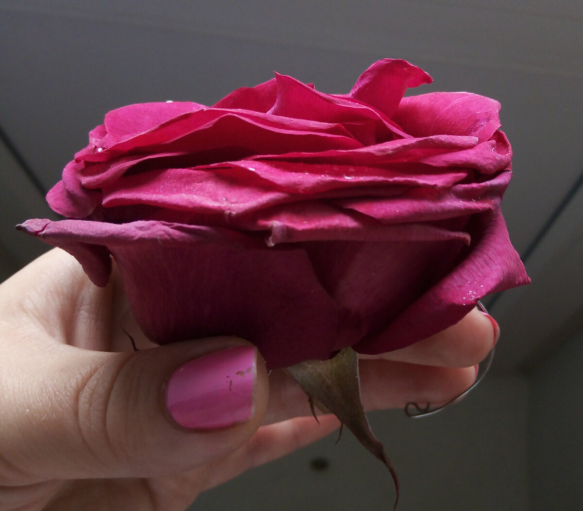 Первую розу я немного передержала,но это как говорится первый результат,потом стали получатся все лучше и лучше.