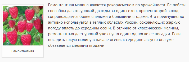 Разрослась малина ремонтантная. Ремонтантная малина схема посадки малины. Схема обрезки малины осенью. Малина ремонтантная и не ремонтантная. Отличия ремонтантной от обычной