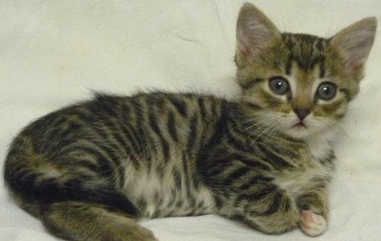 Фотография похожего котёнка,  из интернета. Окрас немного другой, но похожа мордашка. 