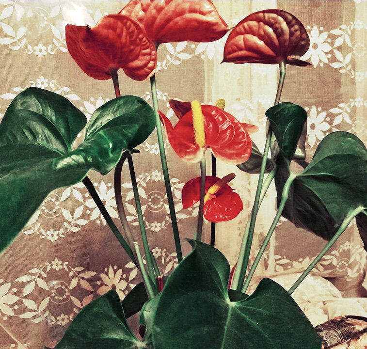 Антуриум. Мужское счастье.