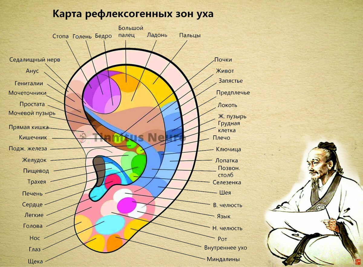 Органы на ушной раковине. Зоны ушной раковины. Проекционные зоны ушной раковины. Точки на ухе для массажа.