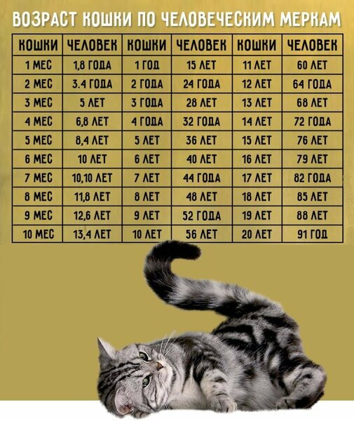 возраст кошки по человеческим меркам таблица годам
