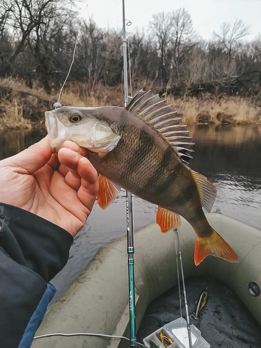 Рыбалка поздней. Рыбалка поздней осенью. River Perch. Окуни на реке сене.