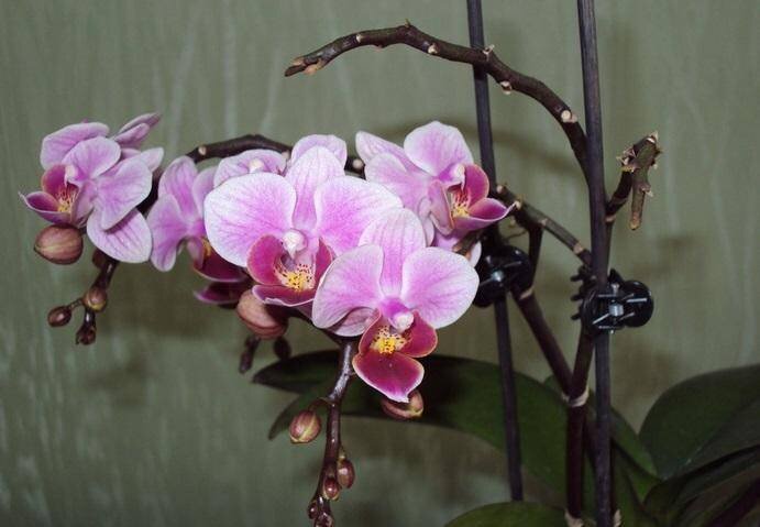 Замучились ждать цветения Орхидеи? Несколько советов, благодаря которым, получите шикарное растение
