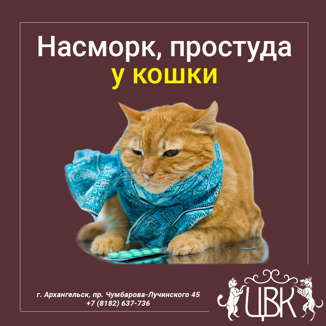 Как вылечить насморк у кошки