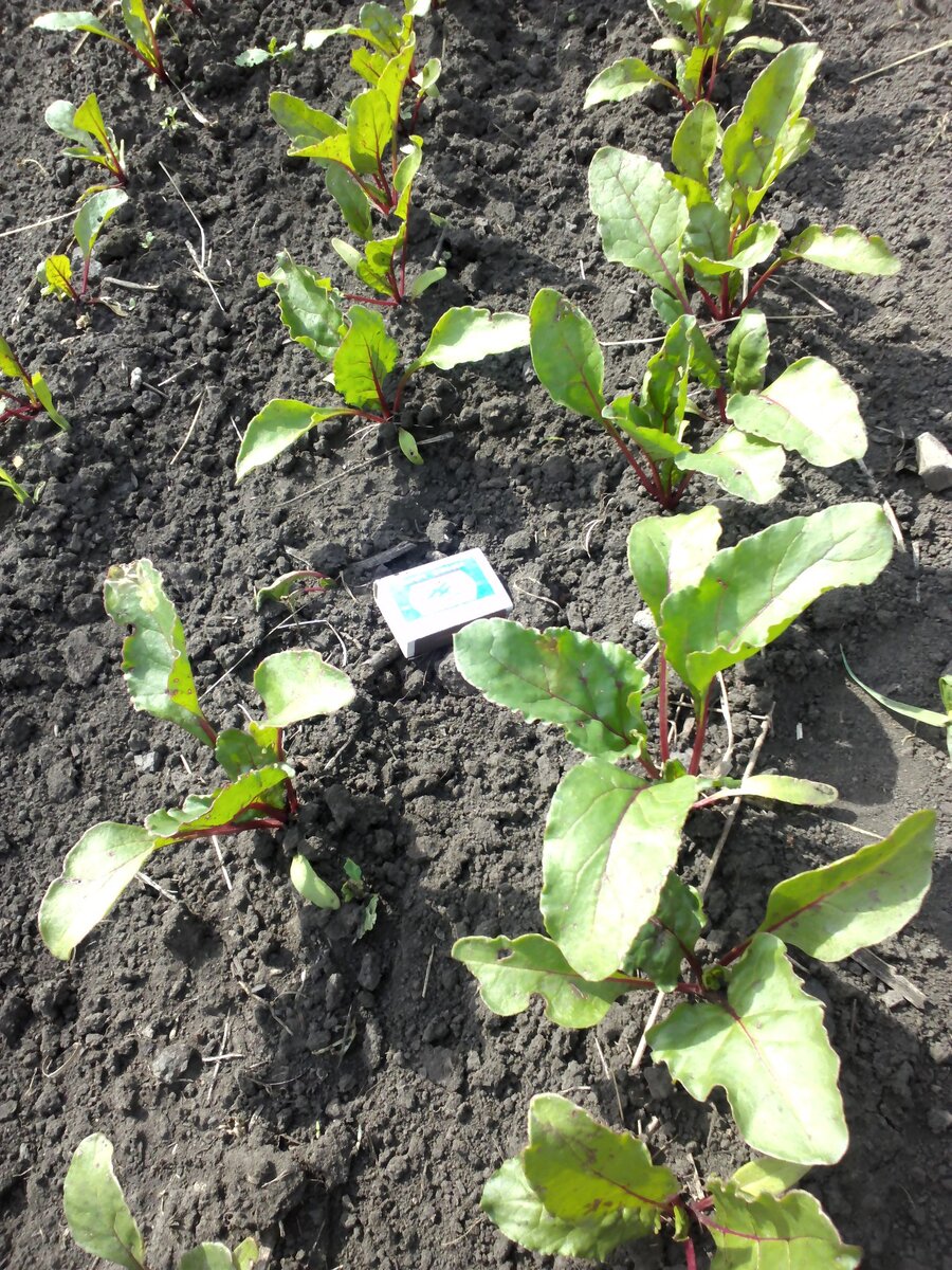 Моя свекла на неперекопанной земле (15 июня), междурядья рыхлю постоянно